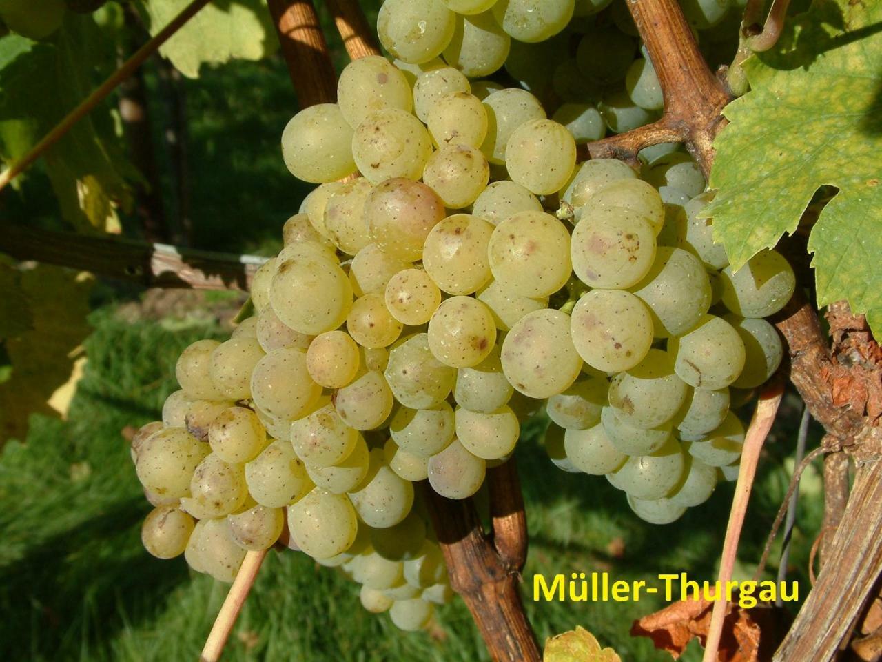 Отель Weinstube Schwalbennest Карлштадт Экстерьер фото